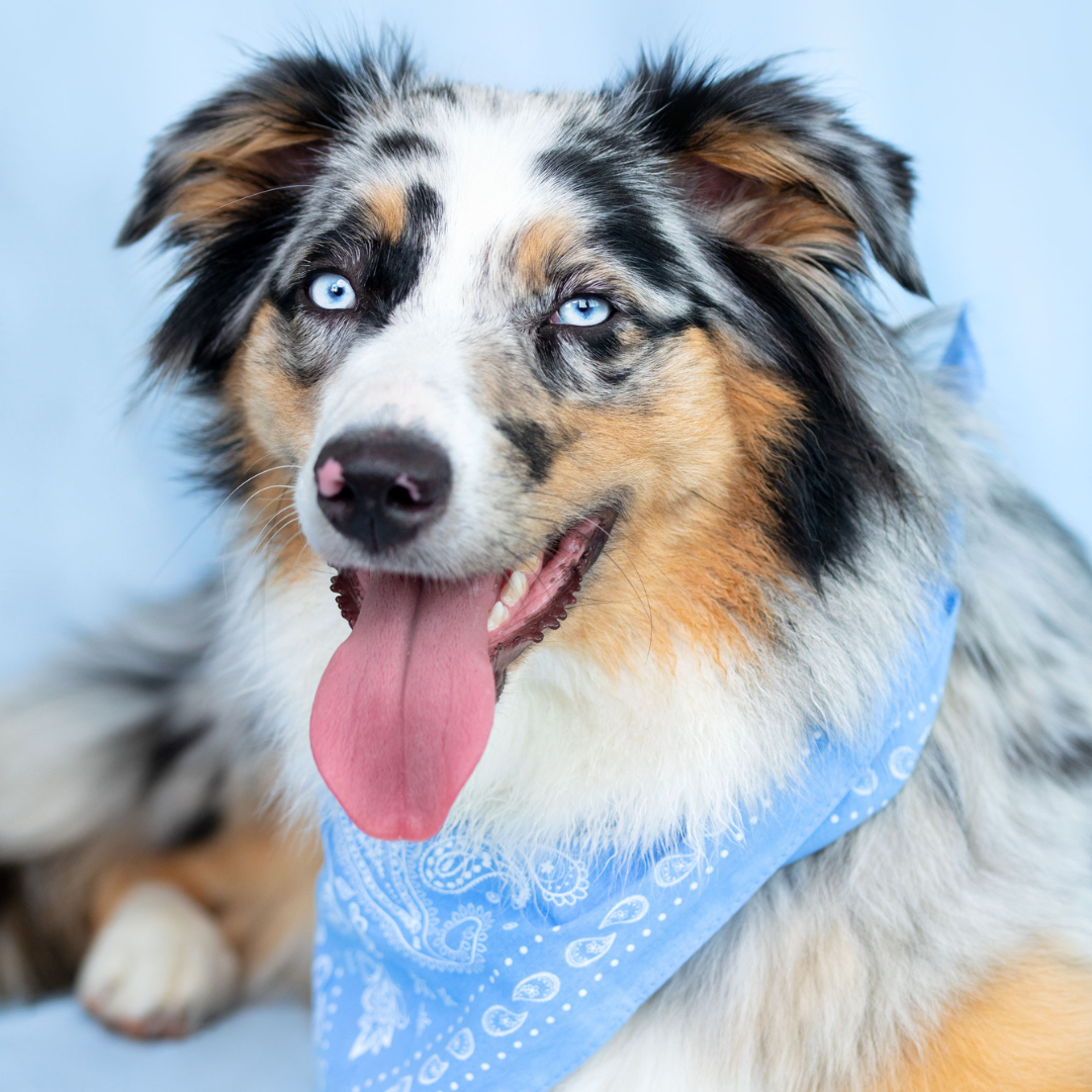 WIGGLE WIGGLE Collier