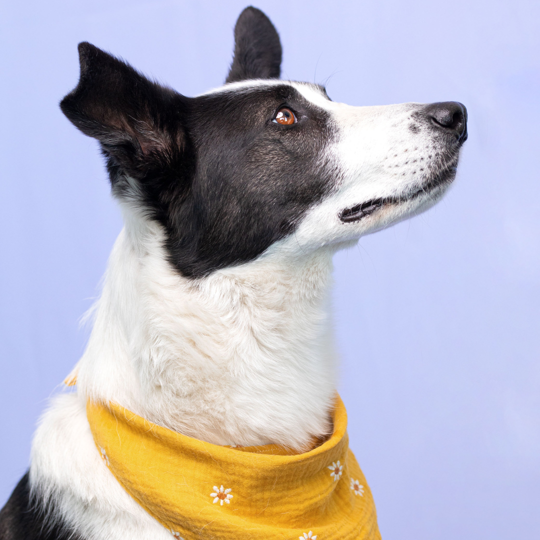 DOGA PRACTICE Collier